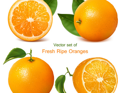 Realistic Fruit Design design fruit design graphic design illust illustration logo orange juice ad poster realistic fruit design