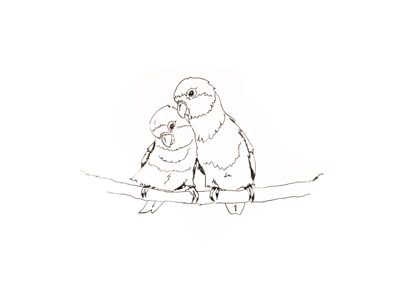 How to Draw Love Birds - HelloArtsy