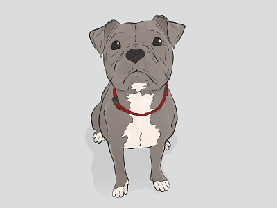 Mila the Pup! animal animals cute dog doggo doggy dogs illustration illustrator pet pets pitbull puppy vector