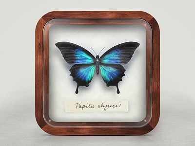 Pinned Butterfly iOS Icon