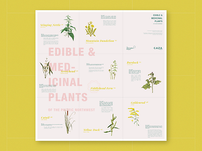 Edible and Medicinal Plants Pamphlet – Foldout branding design foldable illustration pamphlet pattern plants pnw poster