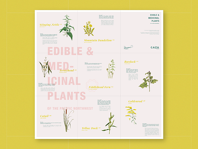 Edible and Medicinal Plants Pamphlet – Foldout