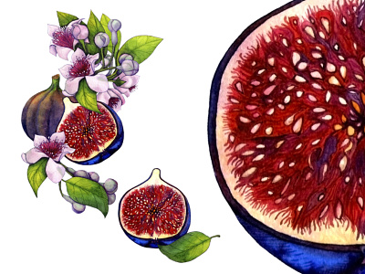 Figs, fruits and inflorescences illustration