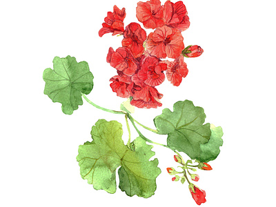 Watercolor geranium