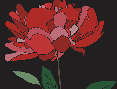 Red Rose illustration red rose rose