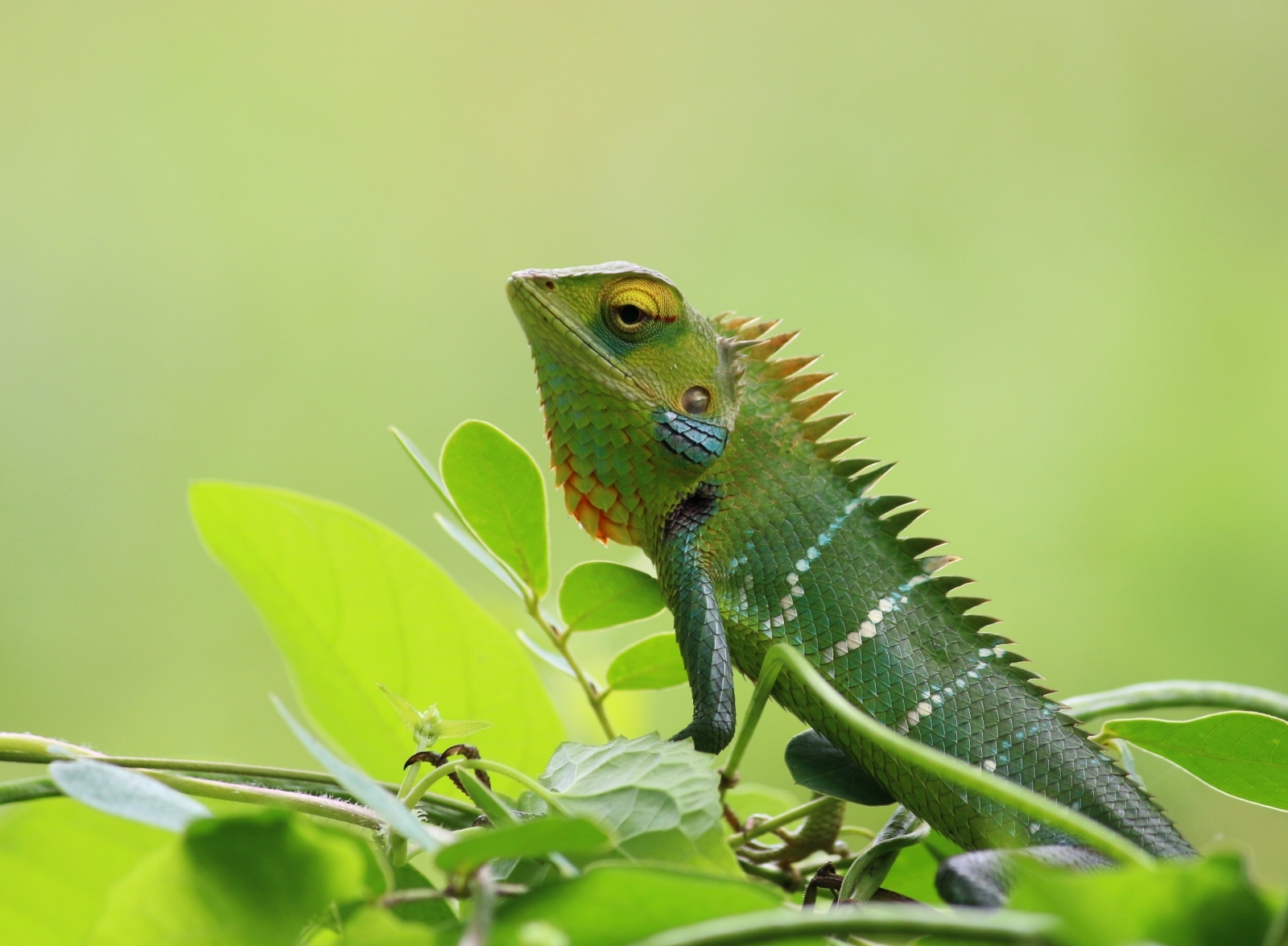 Top Level Tips And Tricks Of Wildlife Photography by Patrick Ryan