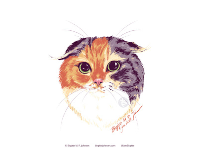 Portrait Of Purin The Scottish Fold By Birgitte M R Johnsen On Dribbble