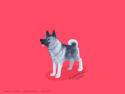 Norwegian Elkhound animal art digital art digital illustration dog dog illustration doggust doggust2019 illustration limited colour palette limited colours