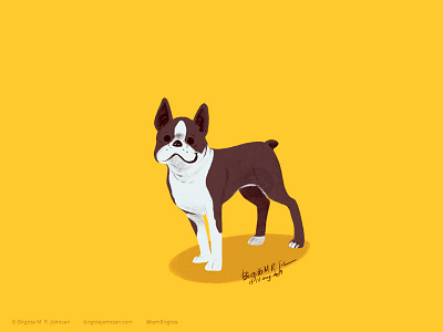 Boston Terrier animal art digital art digital illustration dog dog illustration doggust doggust2019 illustration limited colour palette limited colours