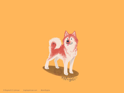 Icelandic Sheepdog animal art digital art digital illustration dog dog illustration doggust2019 illustration limited colour palette limited colours