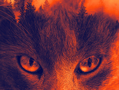 Cat+Forest design graphic design manupilation photoshop