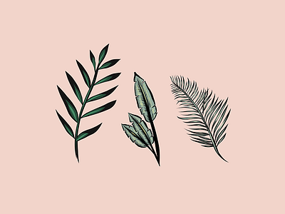 Botanical Illustrations