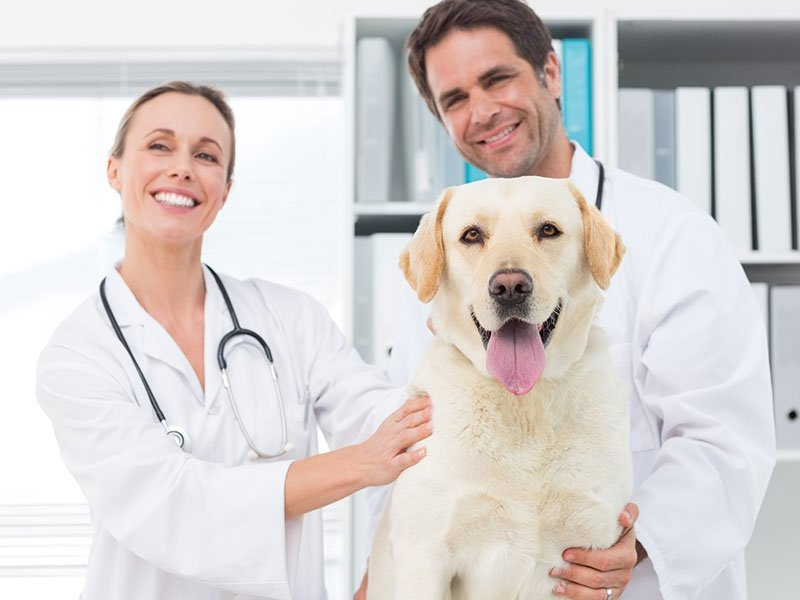 HOUSTON VET CLINIC by webkey23123 on Dribbble