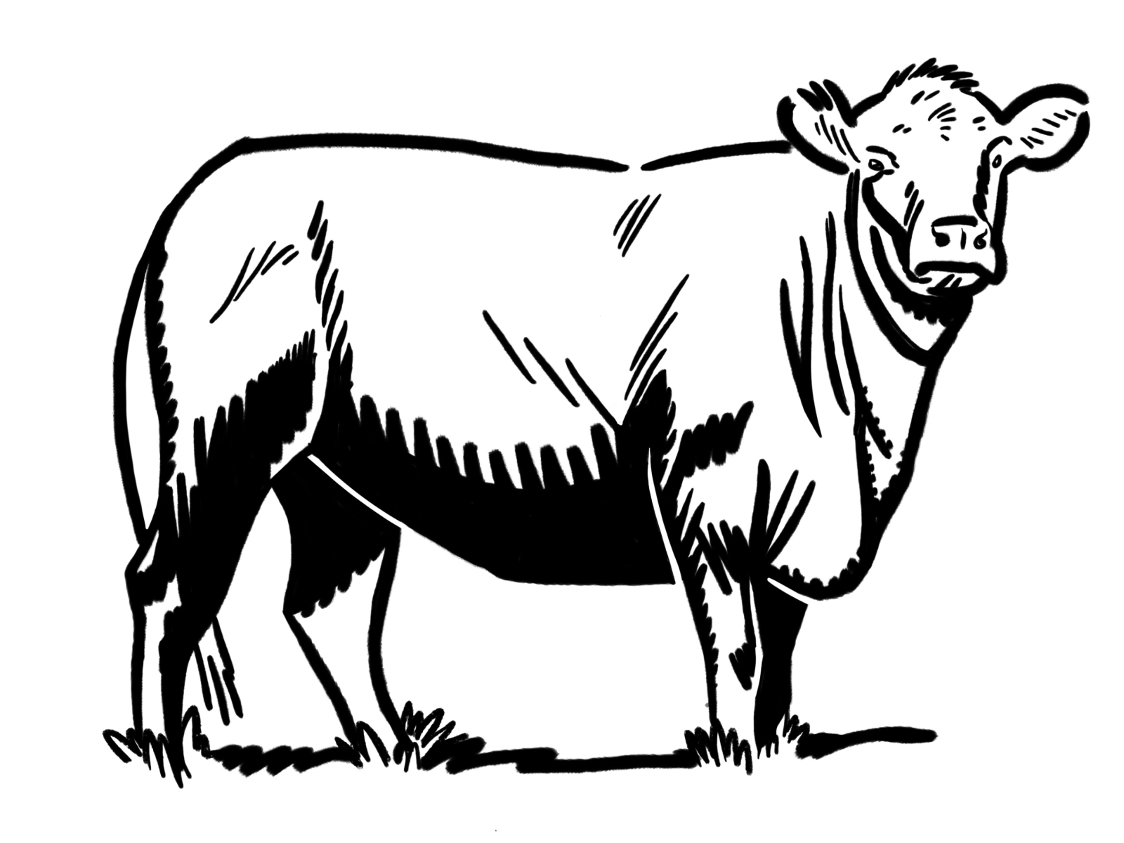 cow by Chuck Robertson on Dribbble