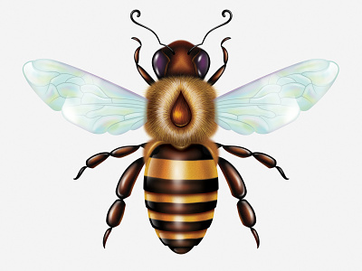 💀🎨 Animal Kingdom 02 animal animal kingdom bee bug dead art design detail drop fly fur gold honey illustration insect purple thorax wings yellow