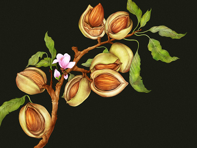 💀🎨 Food for Thought 04 almond angle branch design detail flower green grow growth illustration leaf leaves life milk painting photoshop plant pod scientific vagina