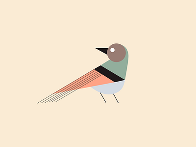 Sparrow design figma graphic design illustration vector