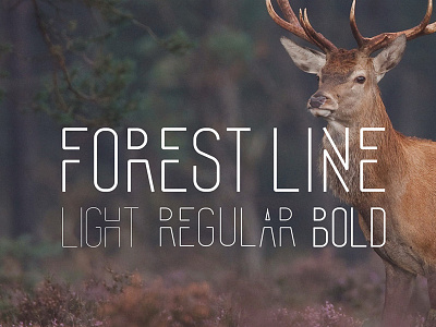 Forest Line Condensed Font creative decorative fashion font hipster line linear outline style svg web webfont