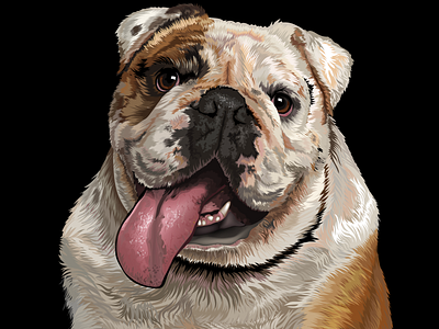 Bulldog Portrait, Vector illustration. caricature cartoon illustration design digital art digital illustration illustration portrait art