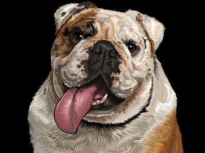 Bulldog Portrait, Vector illustration.