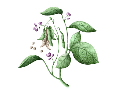 Soya plant - botanical illustration