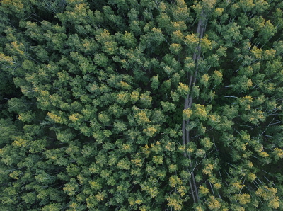 Summer forest beauty from a birds eye view flight forest nature quadrocopter woodlands
