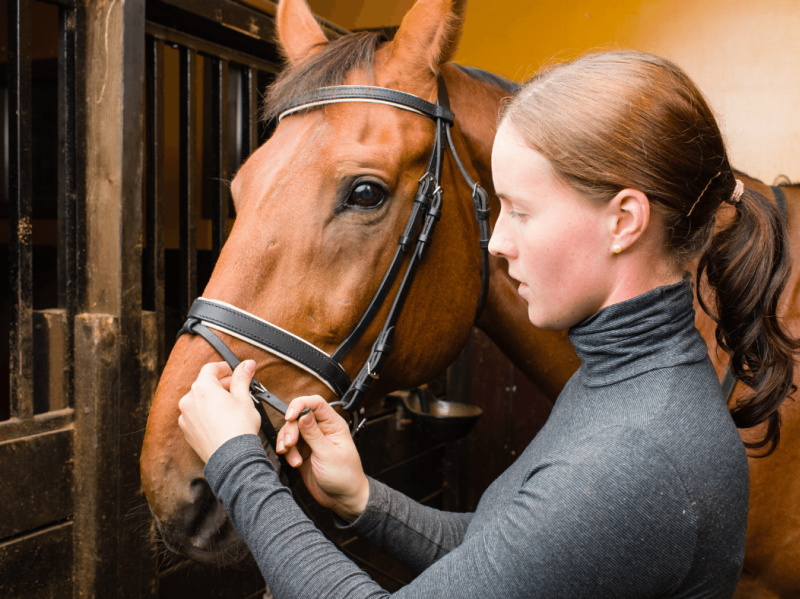 The Best Medication For Equine Gastric Ulcer Treatment by Abler