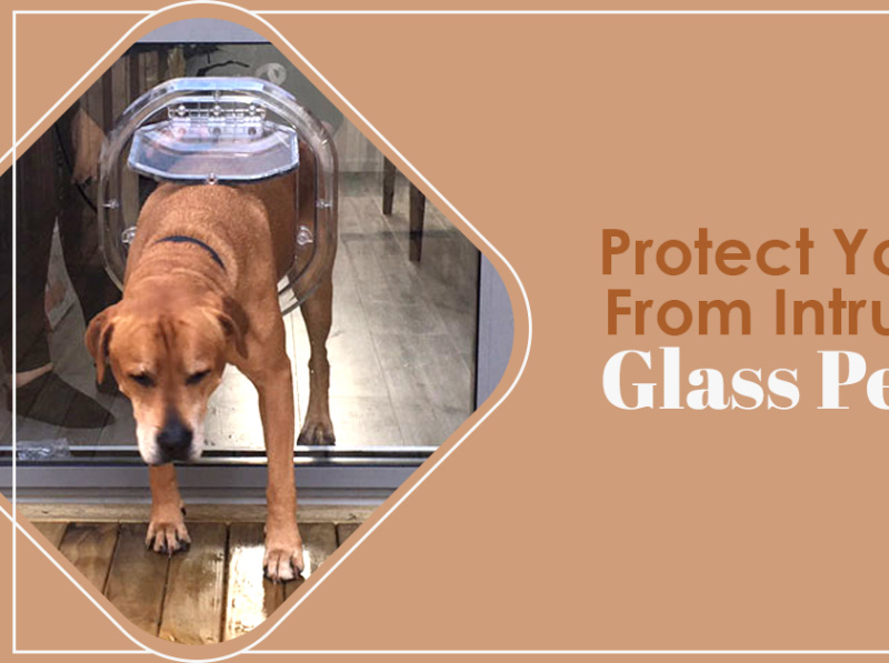 Protect Your Home From Intruders With Glass Pet Doors by Insta Glass on Dribbble