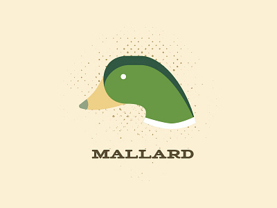 Mallard bird duck illustration mallard vector