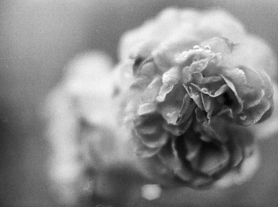Flower on Film analog photography black and white photography bnwfilm photography