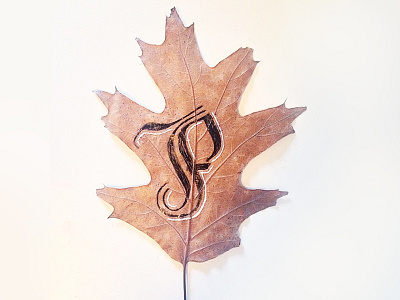 Fall Leaf autumn calligraphy design fall lettering typography