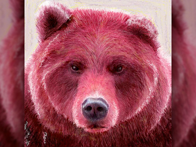 Bear Illustration bear drawing illustration