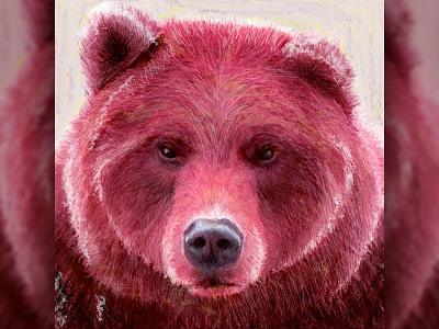 Bear Illustration