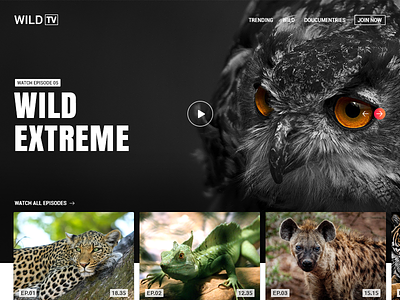 Wild Tv Streaming adventure episodes landing page live tv photography streaming video wild