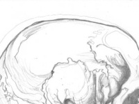 Scientific Illustration design graphic design illustration logo pencil science sketch sketching skull