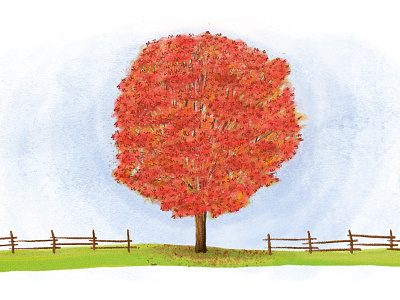 Maple Tree gouache illustration maple tree