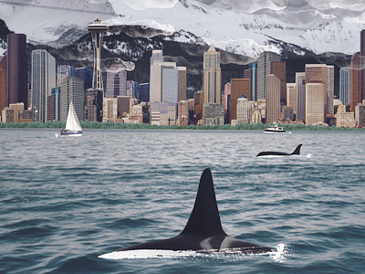 Orcas In Seatlle collage collageart editorial editorial illustration illustration photomontage