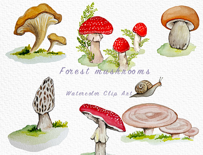 Forest mushrooms art creative design forest grafic hand drawn illustration mushroom watercolor