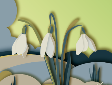 snowdrops