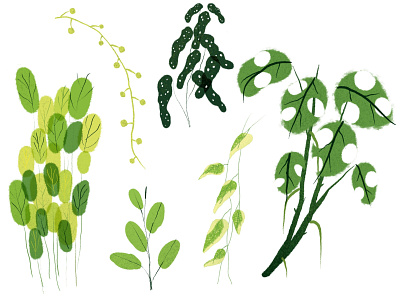 Plants animation design graphic design illustration plants procreate