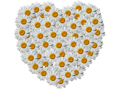 Daisy Heart daisy made into a heart