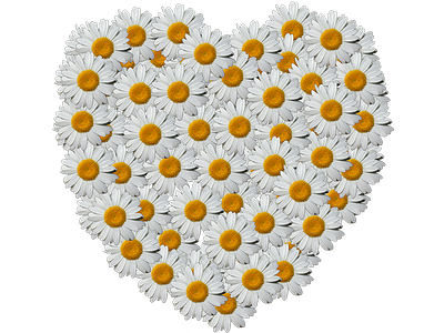 Daisy Heart