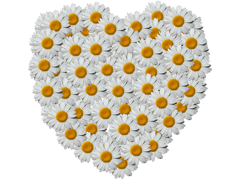 Daisy Made Into A Heart designs, themes, templates and downloadable ...