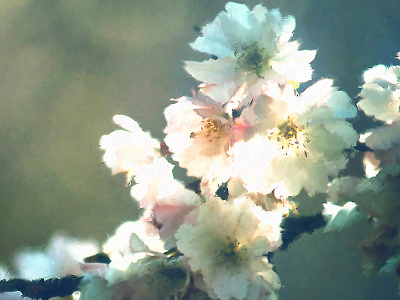 Patrick Turner Cherry Zen environments florals