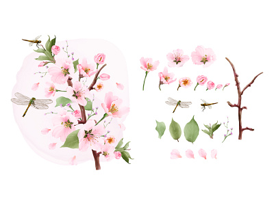 set watercolor elements cherry blossom and dragonfly spring