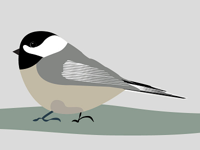 Black Capped Chickadee Illustration