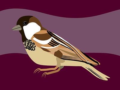 House Sparrow Bird Illustration audubon backyard birds bird illustration birding house sparrow michigan ornithology sparrow vector woodland