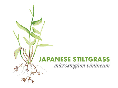 Japanese Stiltgrass Illustration invasive species microstegium vimineum nature plants scientific drawing scientific illustration weeds