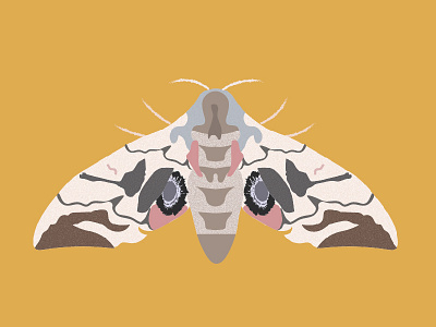 Moth bug drawing illustration insect moth muted colors nature pollination spring summer symmetry