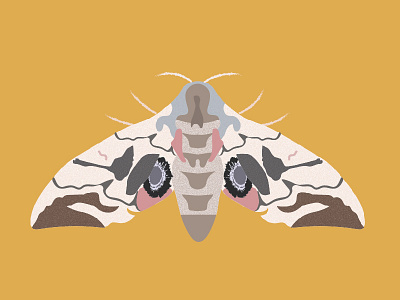 Moth